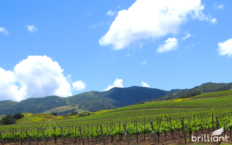 Santa Barbara Wine Tour