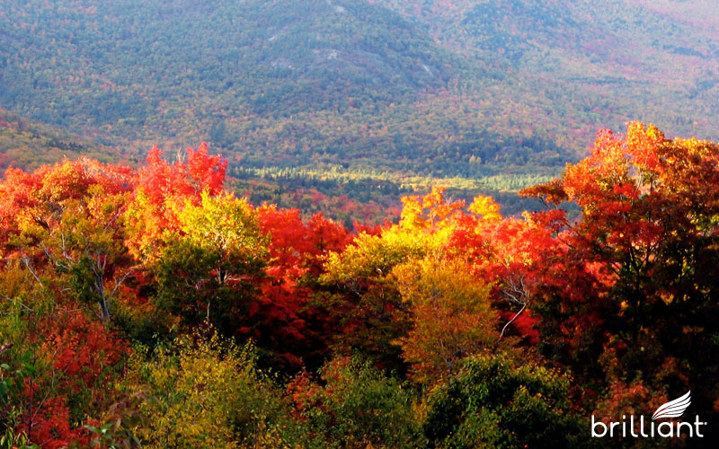 fall-foliage