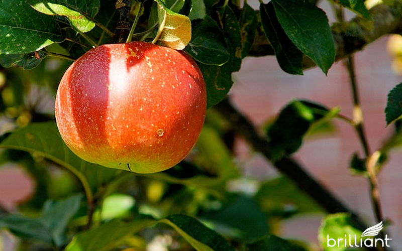 new-york-apple-orchard